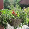 Ampeltomate himbeerfarbig - Image 2