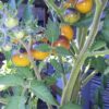 Indigo Gold Berries - Image 2