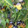 Indigo Gold Berries