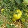 Lime Green - Image 2