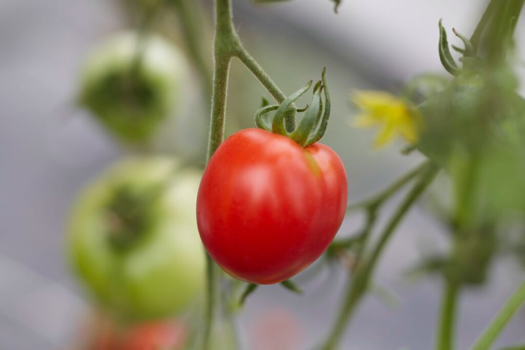 Quedlinburger Frühe Liebe tomaten ecke ch