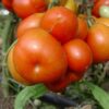 Reisetomate - Image 2