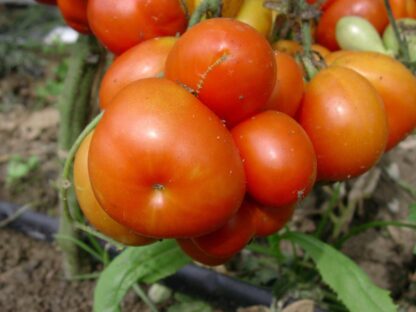 Reisetomate - Image 2