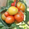 Reisetomate - Image 3