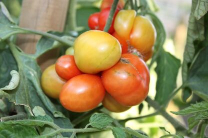 Reisetomate - Image 3