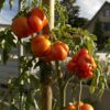 Reisetomate - Image 4