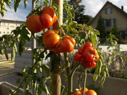 Reisetomate - Image 4