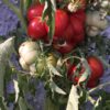 Reisetomate - Image 5