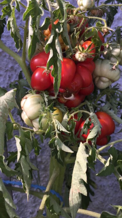 Reisetomate - Image 5