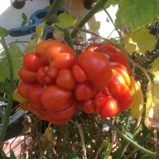 Reisetomate