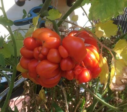 Reisetomate