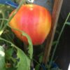 Russisch Orange - Image 2