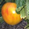Russisch Orange