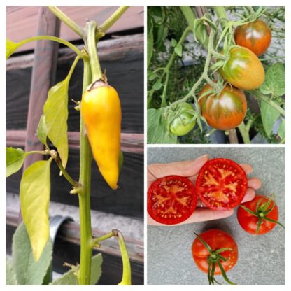 Überraschungspaket Balkon/wenig Platz (2 Tomaten, 1 Chili)